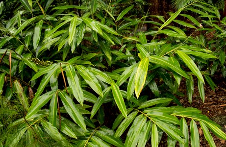 Wet shiny rainforest