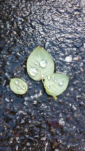 The leaves non roadside