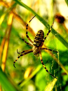 Silk band spider spider web photo