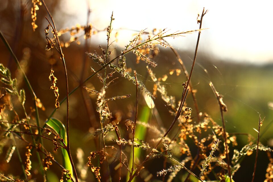 Meadow grasses summer