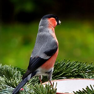 Males foraging garden
