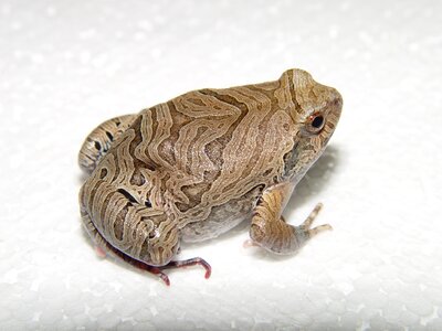 Frog physalaemus nattereri
