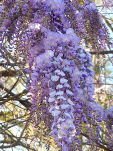 Flower white lilac