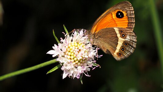 Macro flower brown photo