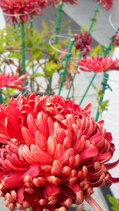 Red flowers plants