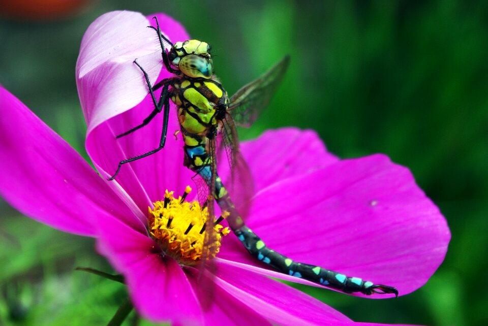 Close up wing nature