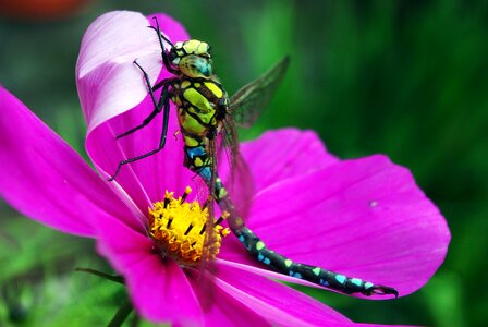 Close up wing nature