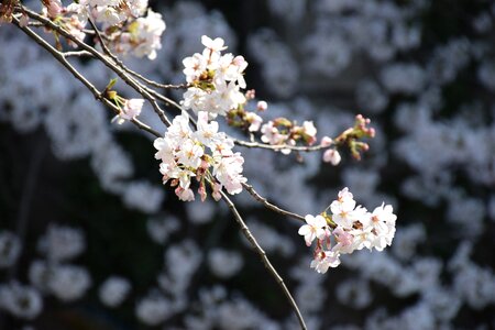 Bloom beautiful spring