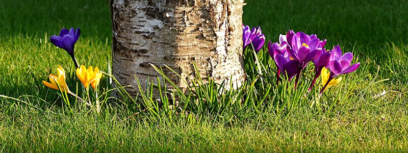 Early bloomer colorful garden