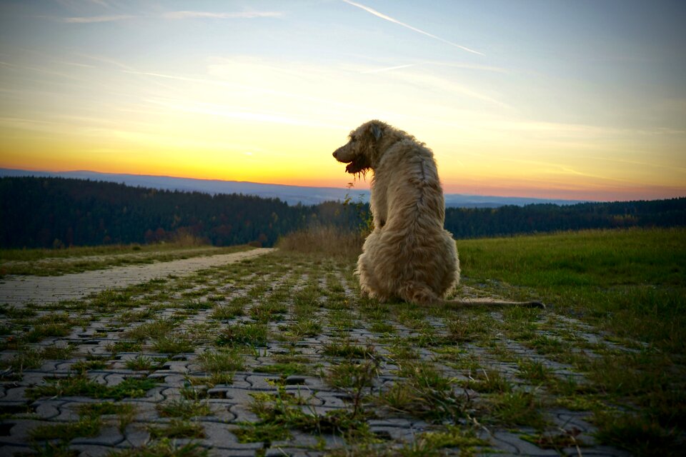 Sunset irish wolfhound abendstimmung