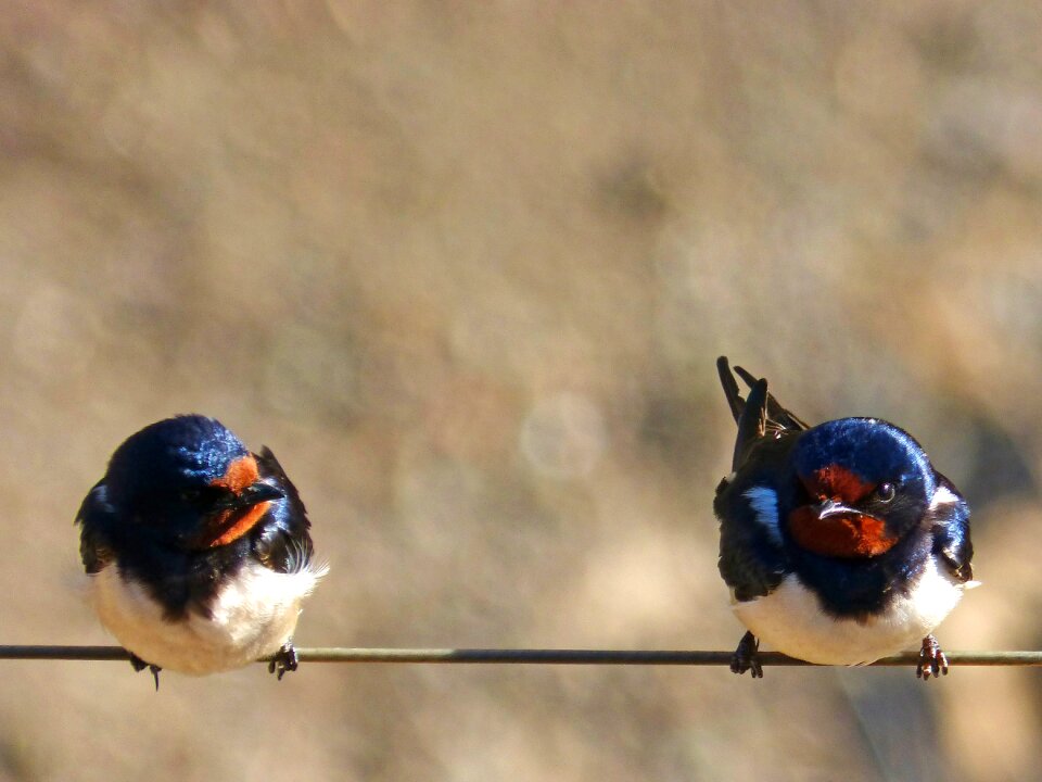 Swallow couple cable