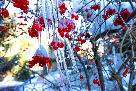 Cold landscape tree