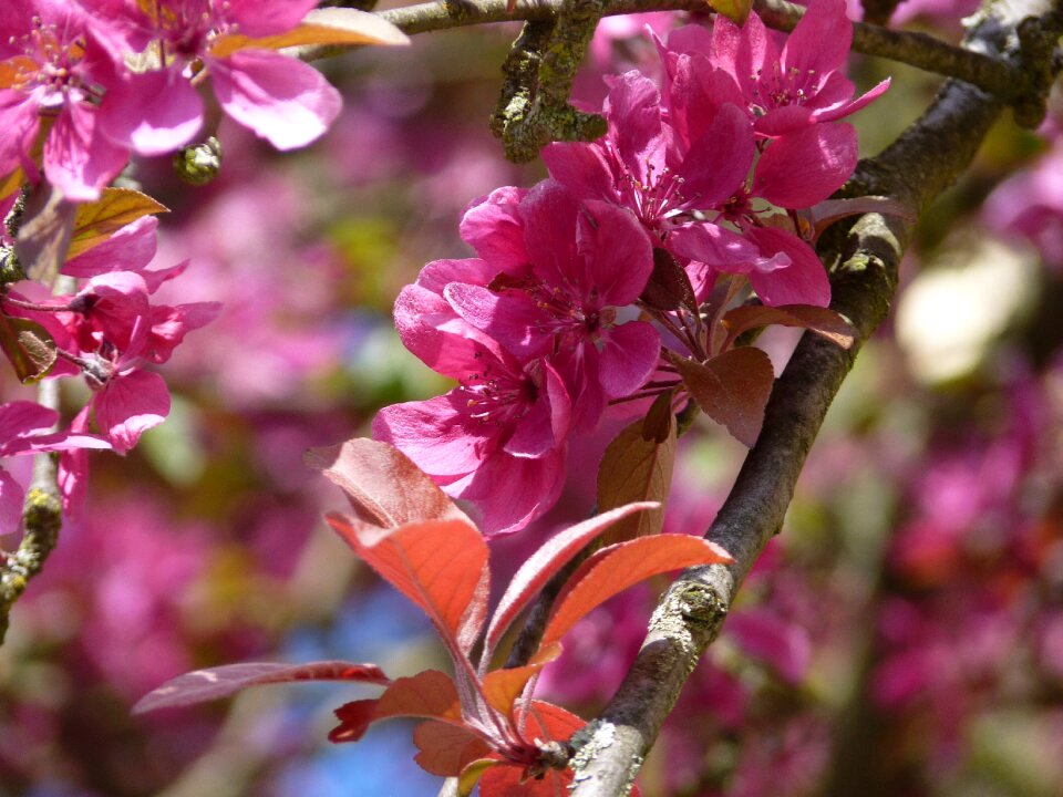Pink flowers nature