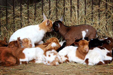 Animal breeding kids photo