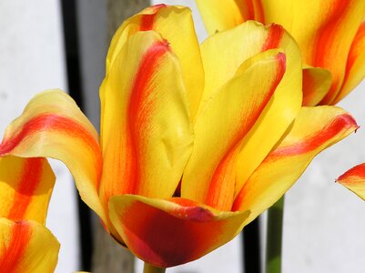Tulips yellow orange photo