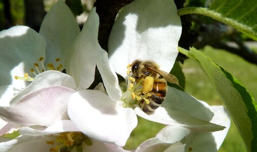 Apple tree apple blossom photo