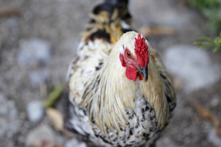 Cock animal nature