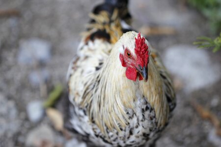 Cock animal nature photo