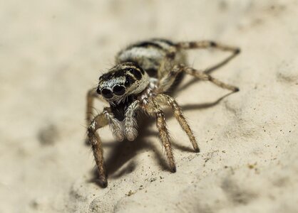 Jumping leg eye