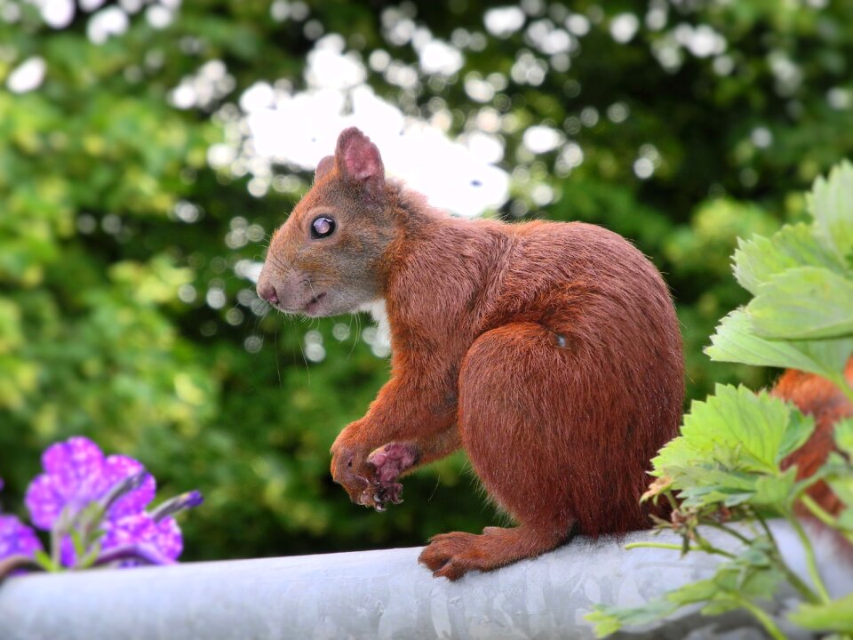 Please appreciate squirrel sciurus vulgaris