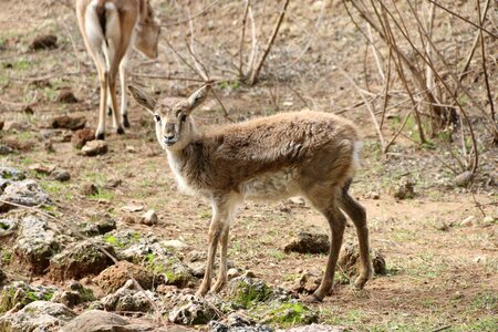 Gazelle animal nature