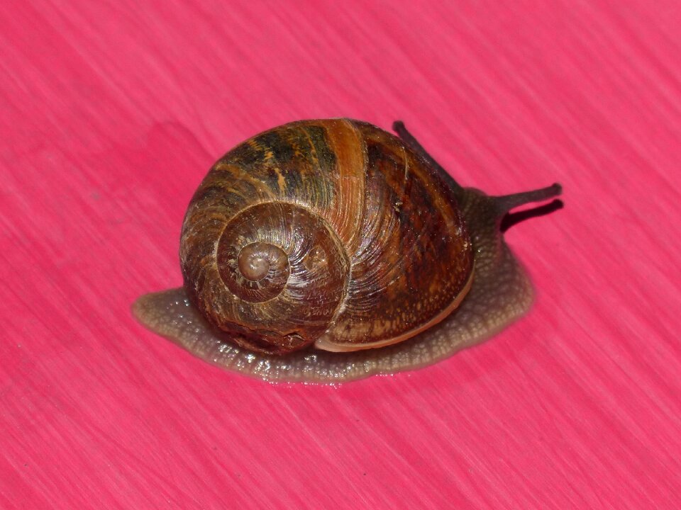 Pink background magenta background molluscum