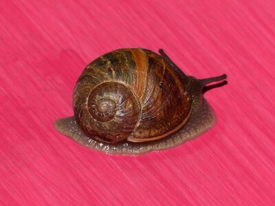 Pink background magenta background molluscum