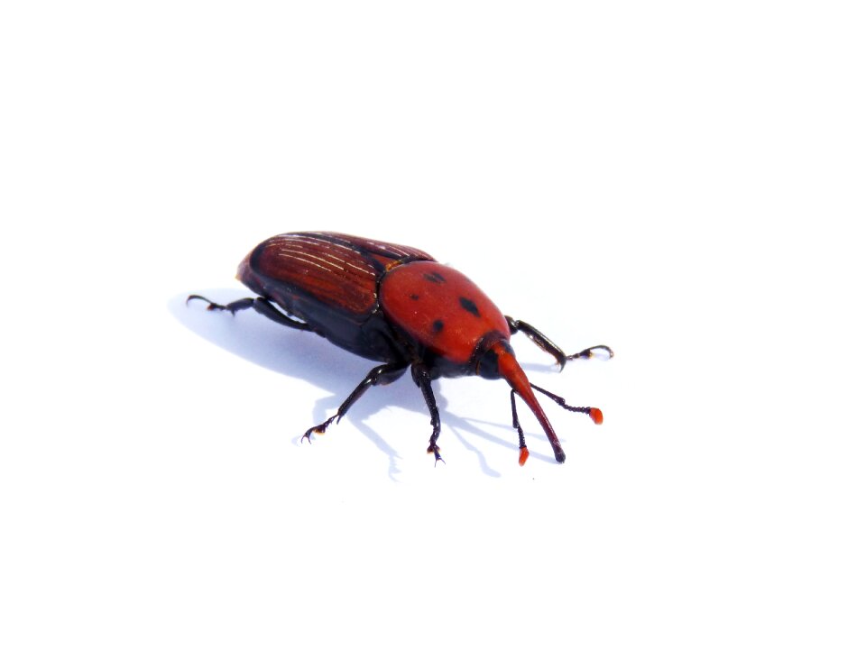 Morrut of them palmeres weevil beetle plague