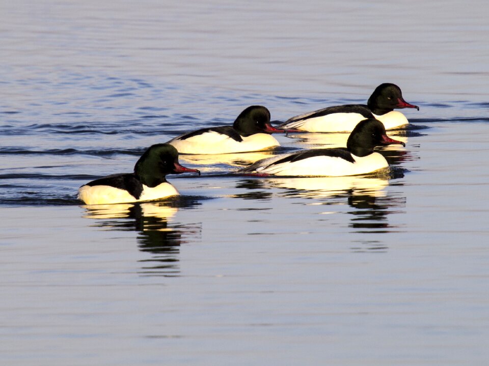Water bird nature animal