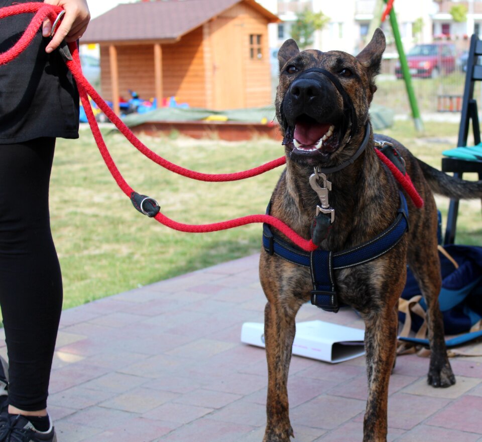 Dog dogs Free photos