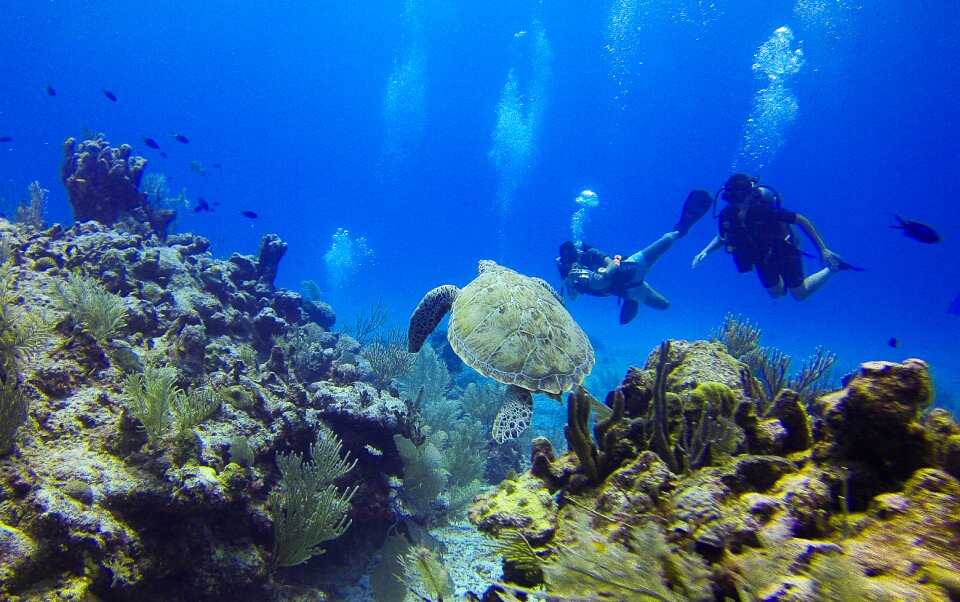 Bottles seabed corals