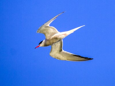 Water bird nature animal