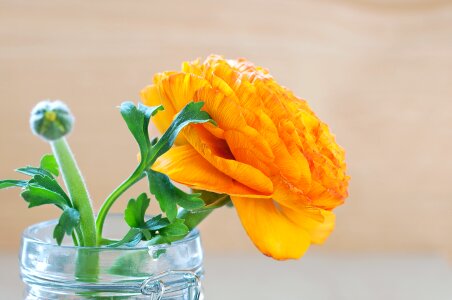 Bloom petals bud