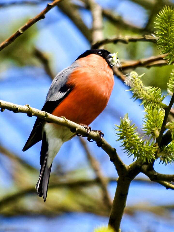 Garden bird songbird nature