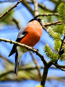 Garden bird songbird nature