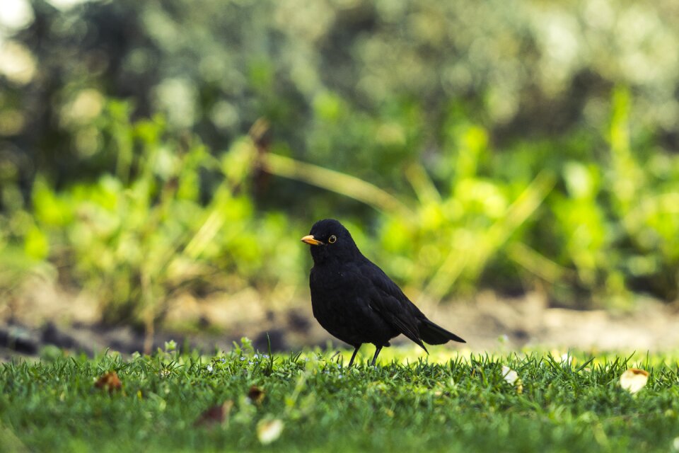 Blackbird nature bird photo