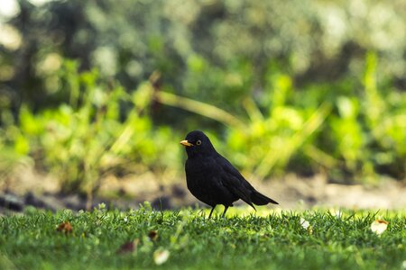 Blackbird nature bird