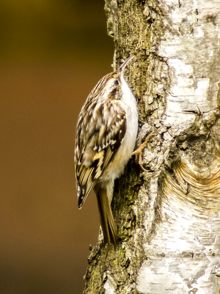 Songbird garden bird nature