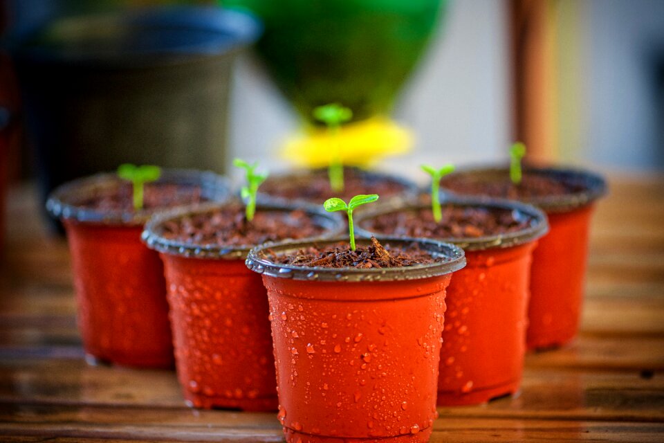 First leaves plant planting