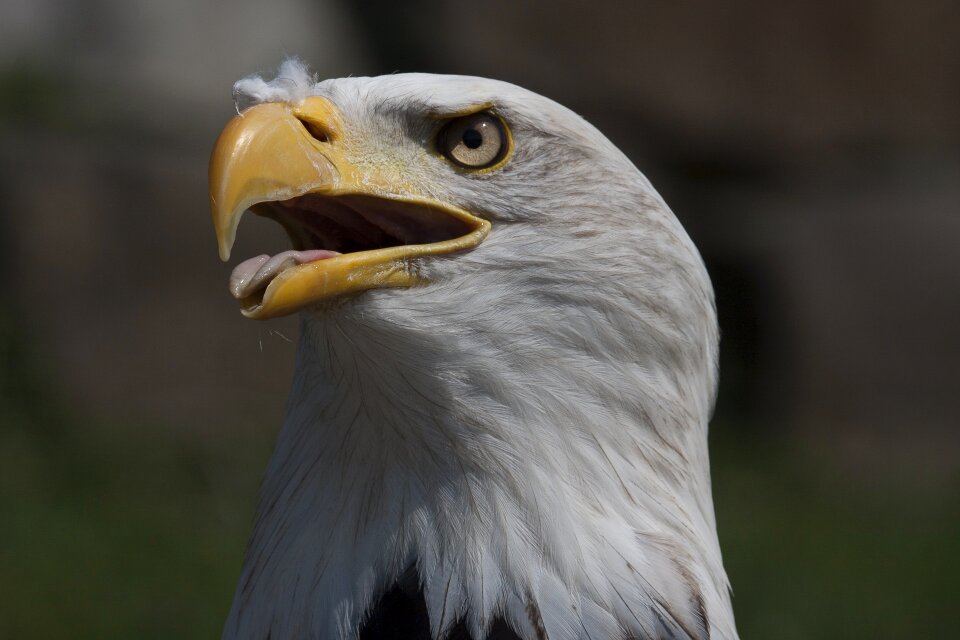 Bird of prey bald eagle bald eagles