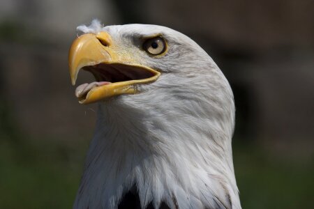 Bird of prey bald eagle bald eagles