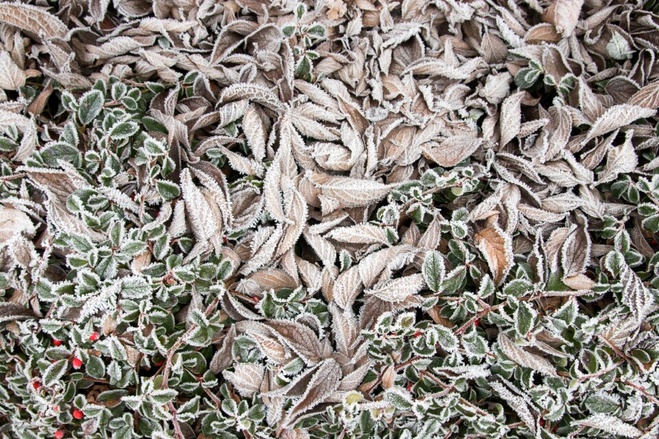 Nature cold sheet cold