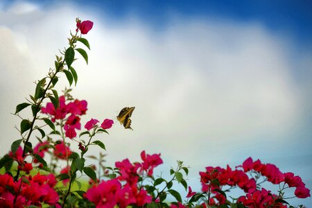 Insects garden wings