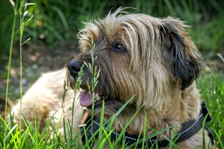 Meadow grass pet