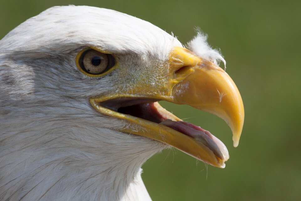 Bird of prey bald eagle bald eagles