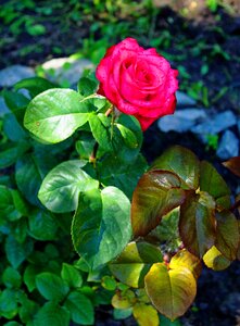 Garden leaves rose photo