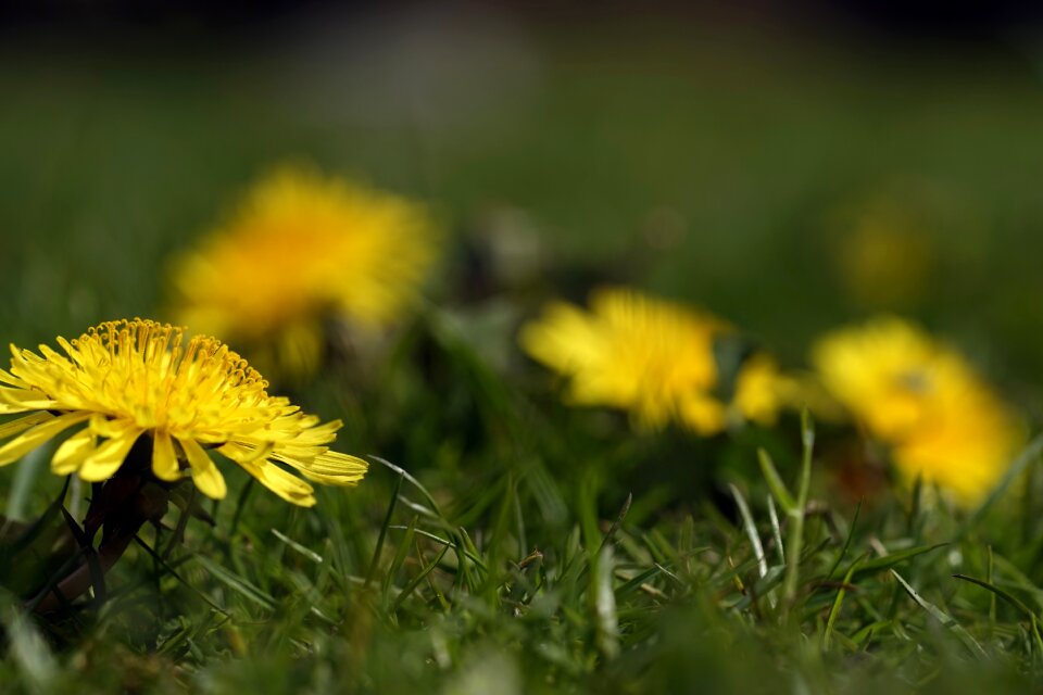 Nature green meadow