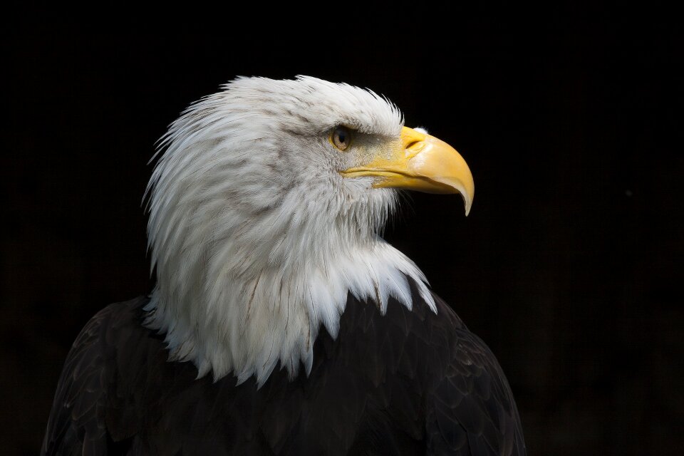 Bird of prey bald eagle bald eagles
