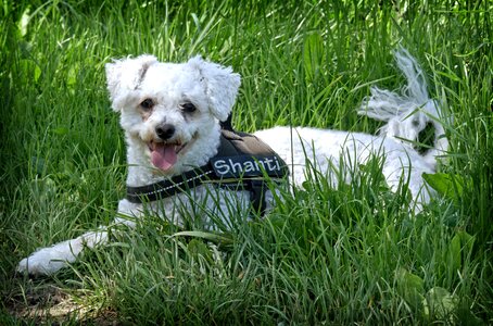 Meadow grass pet
