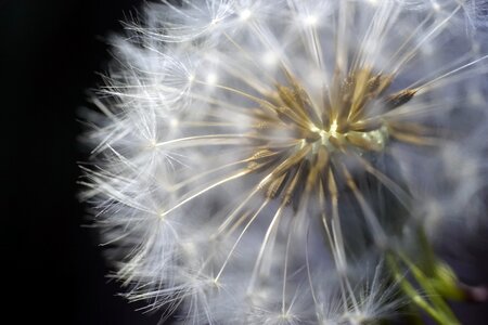 Spring flora plant photo